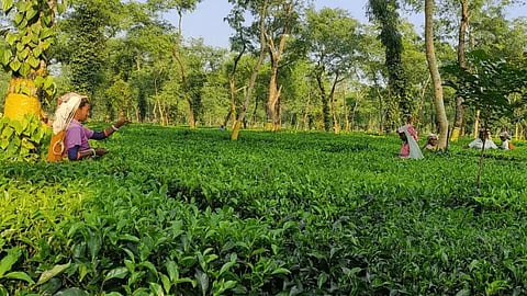सेंटर ऑफ इंडियन ट्रेड यूनियन्स ने चाय बागान श्रमिकों के लिए न्यूनतम वेतन की मांग की है