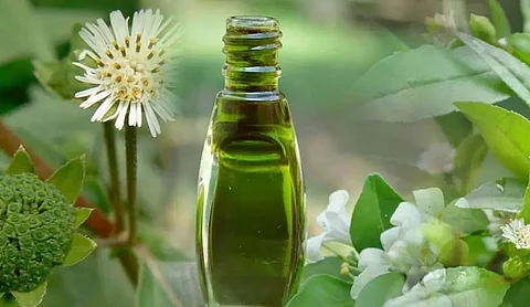 भृंगराज तेल के अविश्वसनीय फायदे, यहां देखें
