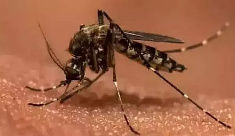 स्वाइन फ्लू के लिए एक परीक्षण सकारात्मक; नागांव में जापानी इंसेफेलाइटिस से 3 की मौत