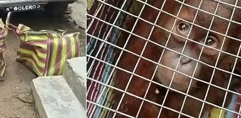 कछार जिला पुलिस ने 2 दुर्लभ  जानवरों को किया जब्त (Cachar district police seized 2 exotic animals)