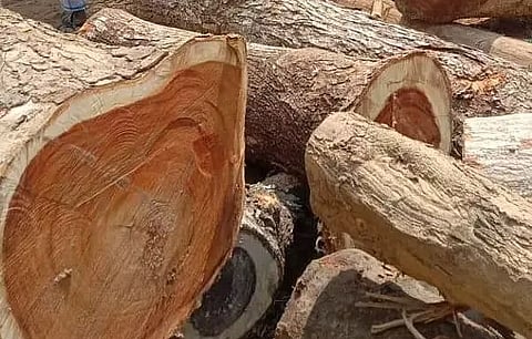 तिनसुकिया जिले में अवैध लकड़ी जब्त