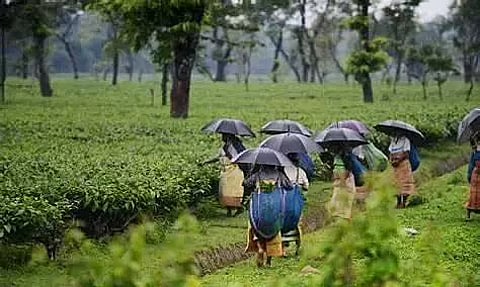 असम: विशेष चाय बागान आउटरीच कैंप आयोजित