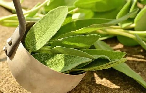 हर्बल फॉर्मूलेशन रक्त शर्करा के स्तर को नियंत्रित करने में मदद कर सकते हैं: अध्ययन