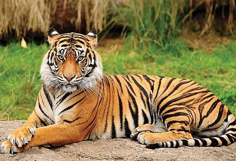 बाघों के अवैध शिकार का नेटवर्क पश्चिम से पूर्वोत्तर तक फैला हुआ है