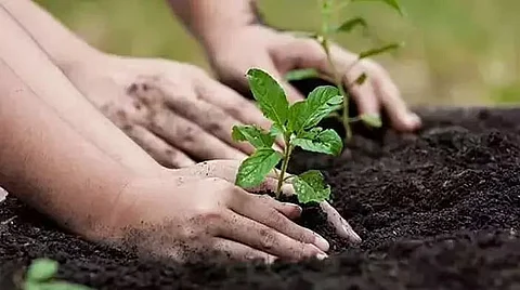 जमुगुरीहाट में पौधरोपण अभियान चलाया गया