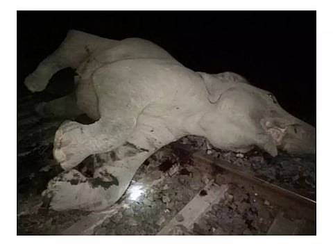 असम : बिजली का करंट लगने से जंबो की मौत की सूचना