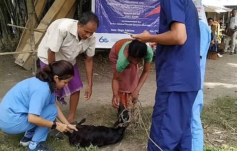 लखीमपुर में बाढ़ प्रभावित गांवों में पशु चिकित्सा स्वास्थ्य शिविर का आयोजन