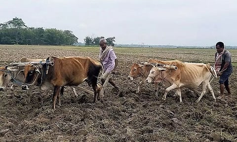 असम: गोहपुर के किसान सरकार की असफल पहल की खराब तस्वीर को चित्रित करते हैं