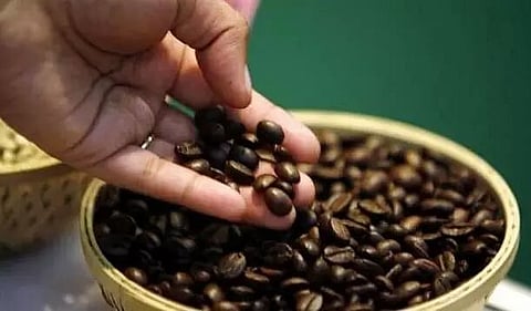 गुंजंग कॉफी उत्पादकों ने सरकार और एजेंसियों से सहायता की अपील की