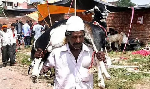 असम: ईद पर जानवरों की अवैध परिवहन और कुर्बानी बंद