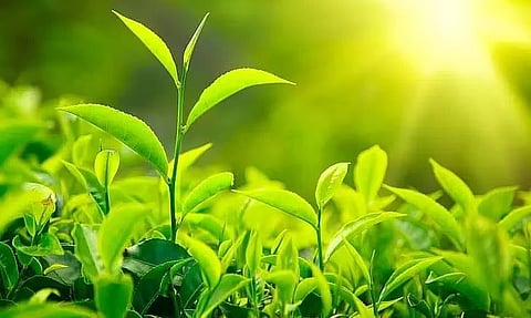 असम में हरी चाय पत्ती की कीमत में भारी गिरावट