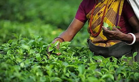 चाय में प्रतिबंधित कीटनाशक: टी बोर्ड इंडिया ने चाय उत्पादकों को उपयोग से परहेज करने का निर्देश दिया