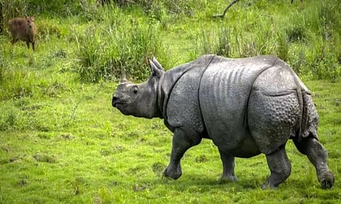 लुप्तप्राय प्रजातियों में अंतर्राष्ट्रीय व्यापार पर सीआईटीईएस सम्मेलन गैंडे के सींगों की बढ़ती जब्ती पर चिंता जताता है