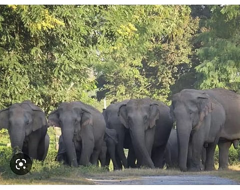 50 जंबो के विशाल झुंड ने असम के गोलपारा जिले में तबाही मचाई