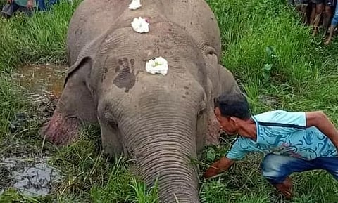 डिब्रूगढ़ जिले के नामरूप में जंगली जंगली हाथी मिला मृत