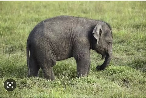 असम : बिजनी में घर से बचा जंबो बछड़ा