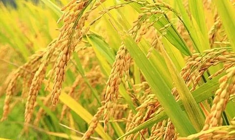 तमुलपुर जिले में किसानों के लिए कीट नियंत्रण प्रशिक्षण आयोजित