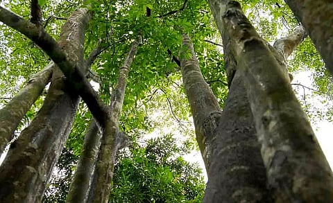 असम: कॉलेज परिसर से अगरवुड के पेड़ की अवैध बिक्री