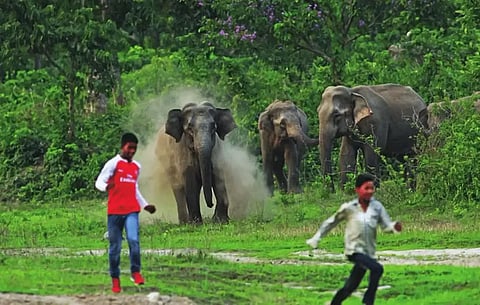 असम वन विभाग ने राज्य में मानव-हाथी संघर्ष को रोकने के लिए कदम उठाए हैं