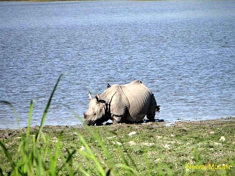 काजीरंगा में गैंडे का शिकार करने आए चार शिकारी गिरफ्तार