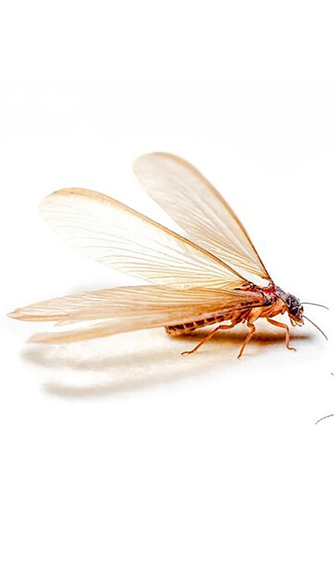 winged termites life