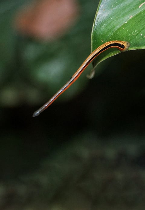 Leeches life explained