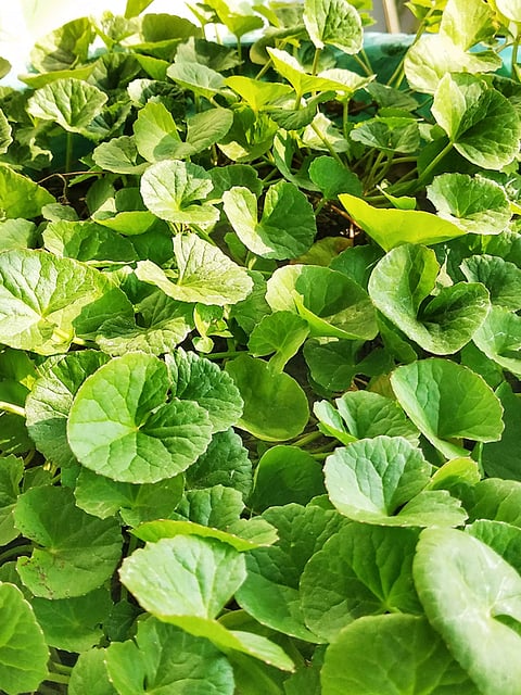 Benefits Of Vallarai Keerai