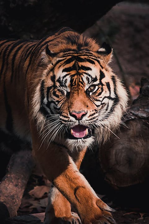tiger animal facts