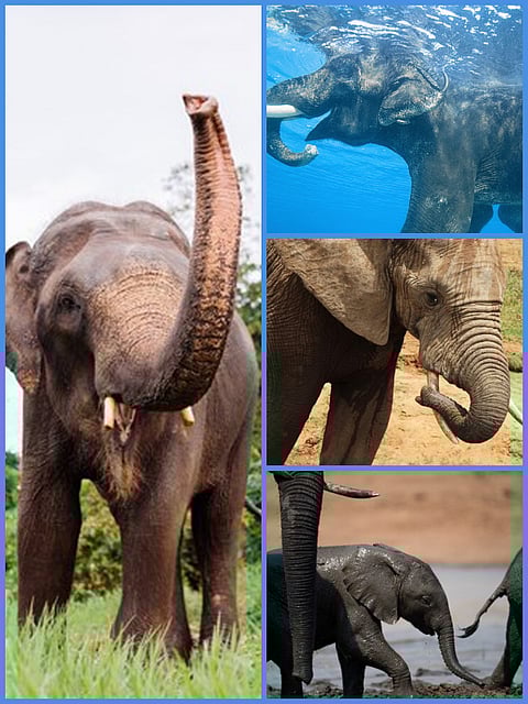 Some information about Elephants