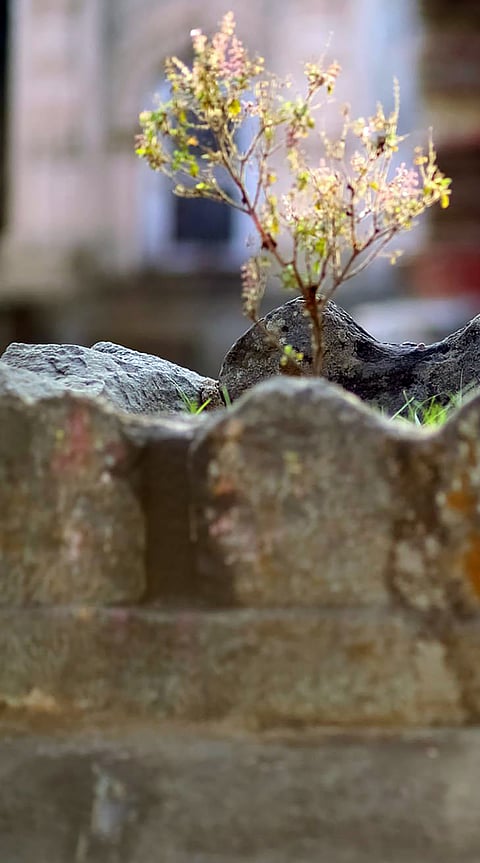 Tulsi worship to increase happiness