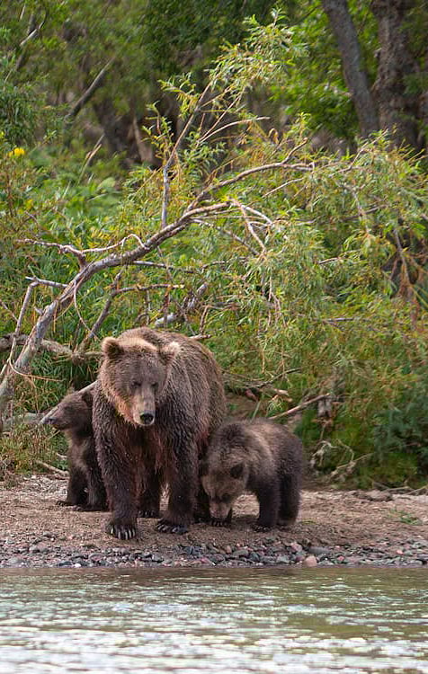 10 interesting facts about bears