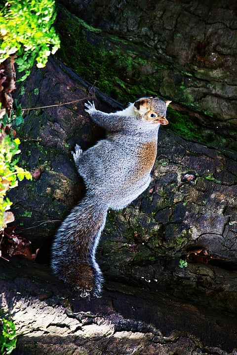Squirrel: home in the grass