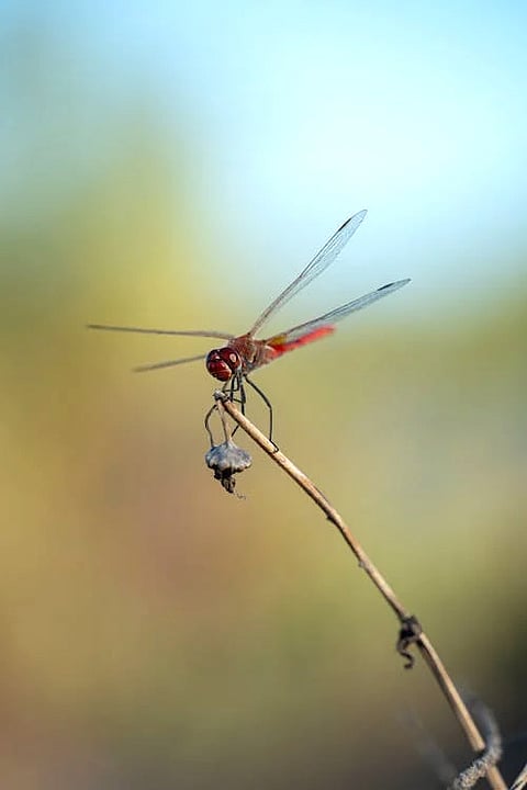 Dragonfly