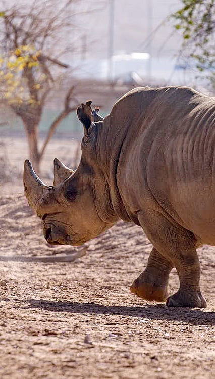 How many horns does a rhinoceros have?