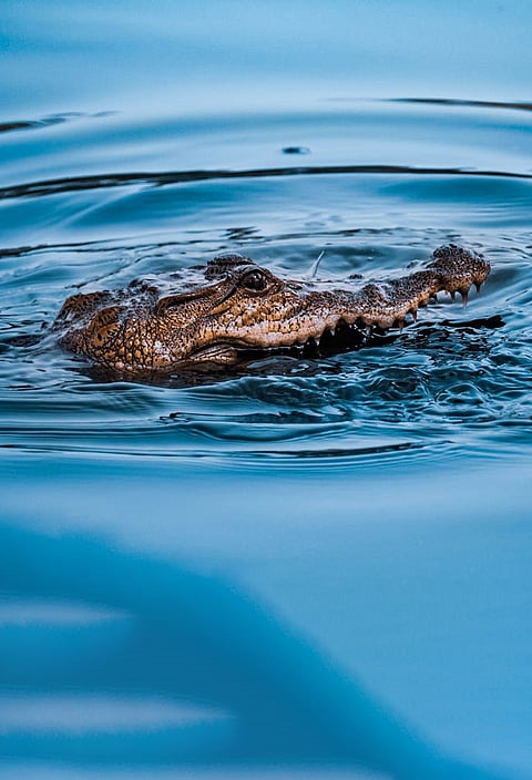 Crocodiles that eat stones