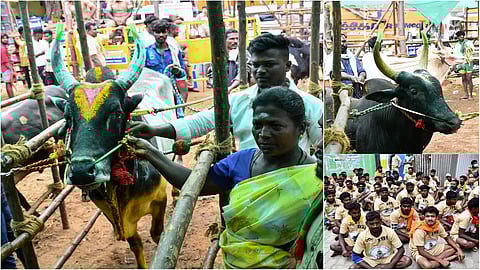 madurai palamedu jallikattu sport clicks