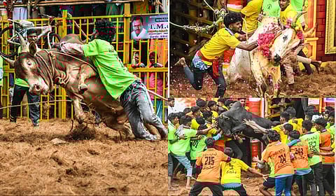 Trichy Sooriyur Jallikattu