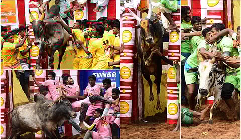 Madurai Alanganallur Jallikattu 2025 - Album
