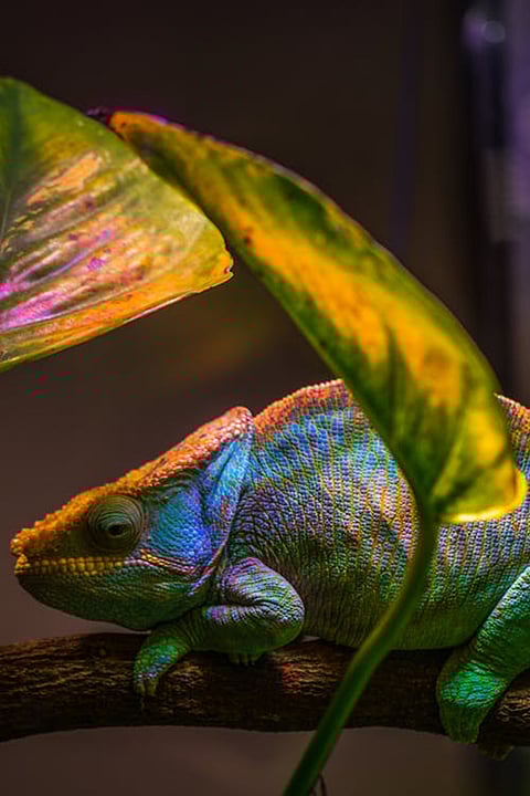chameleon facts