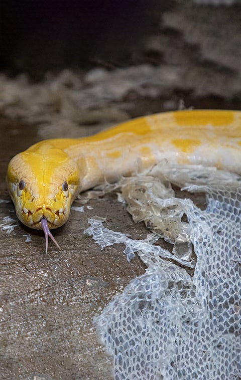 Why peel off the snake skin peeling off the shirt