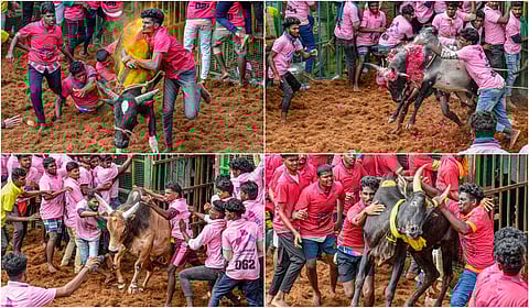 Thanjavur District Madhakottai Jallikattu - Photo Story