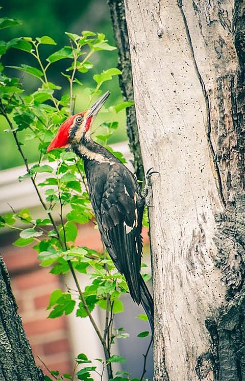 Woodpecker living alone!