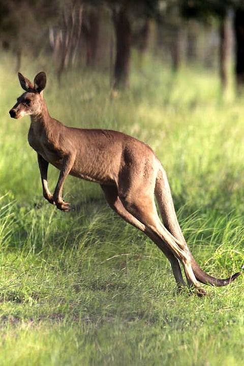 kangaroo facts