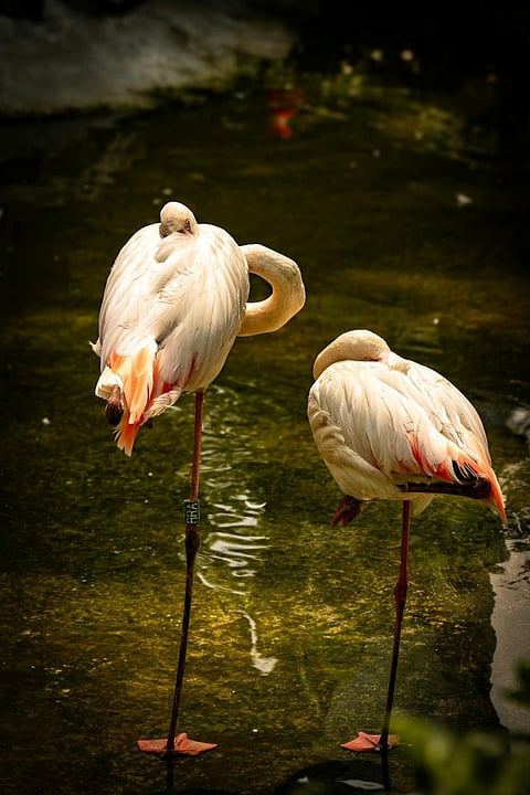 Nocturnal and diurnal birds - a comparison