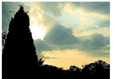 விளக்கேற்றும் கருங்குருவி