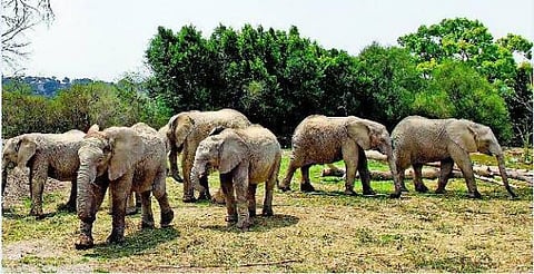 Globe ஜாமூன் - சூரணம் மட்டுமா காரணம்?