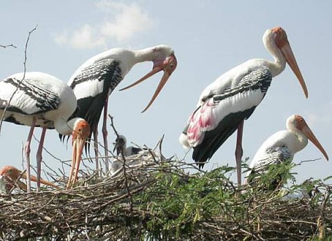 ஆயிரம் சிறகுகள் கொண்ட நெல்லை கிராமம்