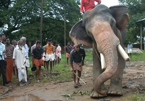 கும்கி கொடூரங்கள்