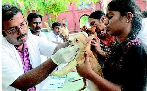 செல்லப்பிராணிகளுக்கு நடந்த பல் சிகிச்சை முகாம்