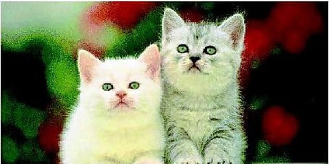 நாய்க்கு பீர்...பூனைக்கு ஒயின்!